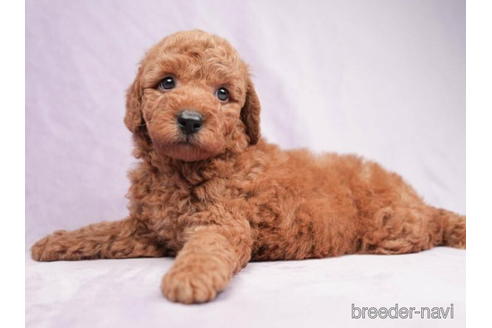 成約済の東京都のトイプードル-208871の4枚目